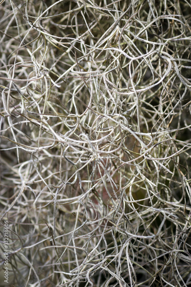 Green flowers background or texture Green flowers background or texture
