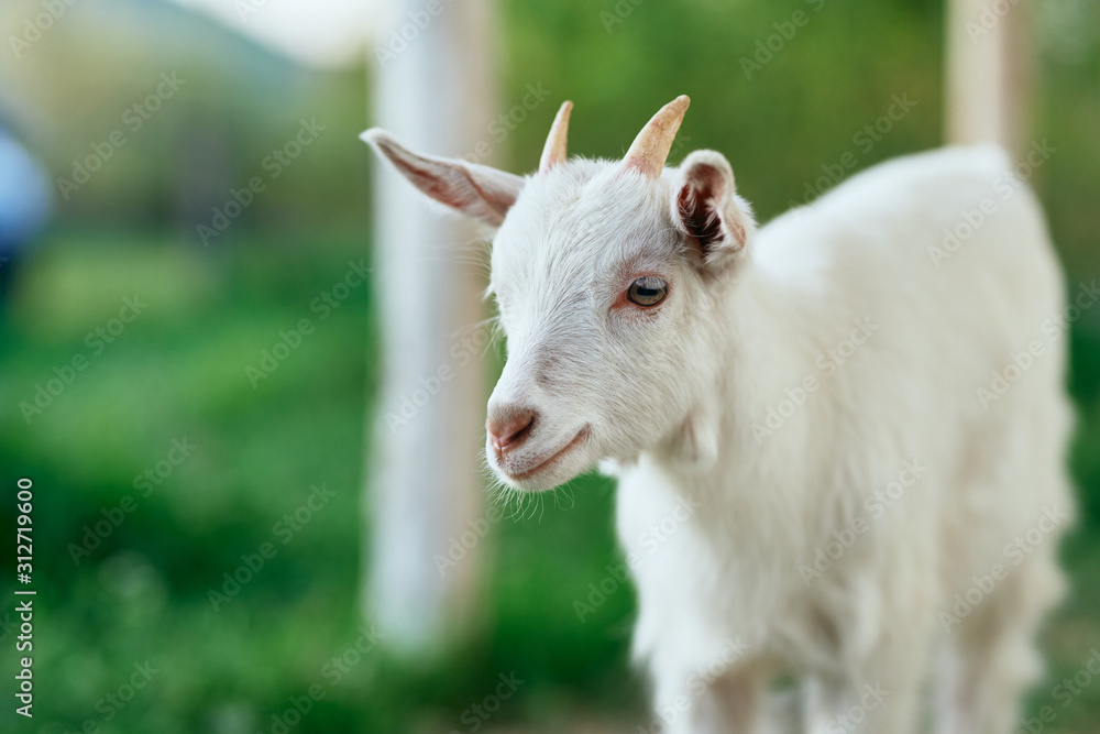 portrait of a goat