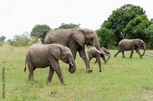 A herd of Elephants grazing in the grasslands of Masai Mara National Reserve during a wildlife safari