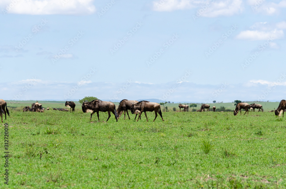 A herd of wildebeest in migration in the plains of Masai Mara National Reserve during a wildlife safari A herd of wildebeest in migration in the plains of Masai Mara National Reserve during a wildlife safari