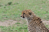 A female cheetah sitting alone in the plains of Africa inside Masai Mara National Reserve during a wildlife safari