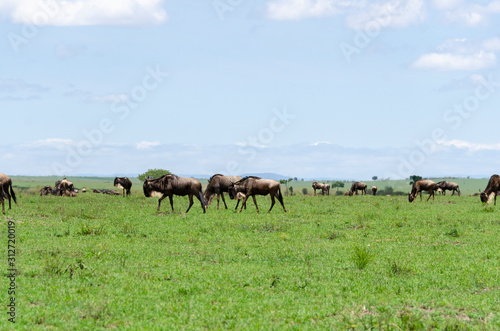 A herd of wildebeest in migration in the plains of Masai Mara National Reserve during a wildlife safari © Chaithanya