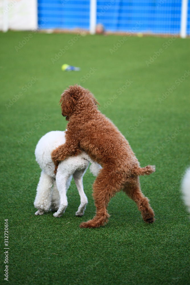 Happy puppies in a private playground Happy puppies in a private playground