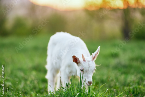 Fototapeta Naklejka Na Ścianę i Meble -  goat on green grass
