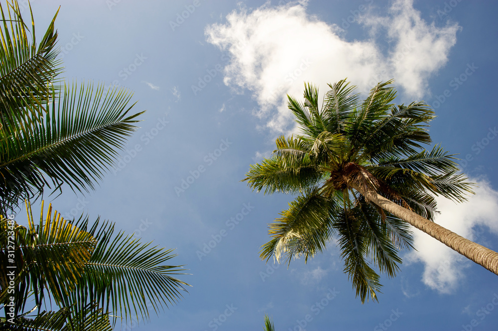 Obraz premium The coconut trees and the sky have beautiful clouds.