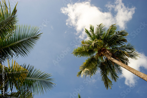 The coconut trees and the sky have beautiful clouds.