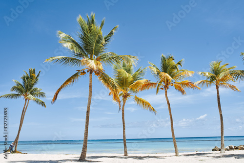 Fototapeta Naklejka Na Ścianę i Meble -  palm tree on the beach