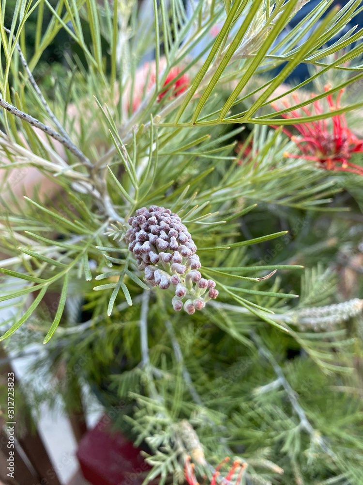 Obraz premium pine cone on tree
