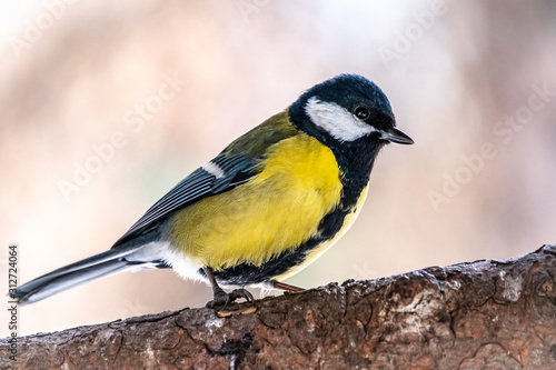 Cute bird Great tit, songbird sitting on the branch with blurred autumn or winter background