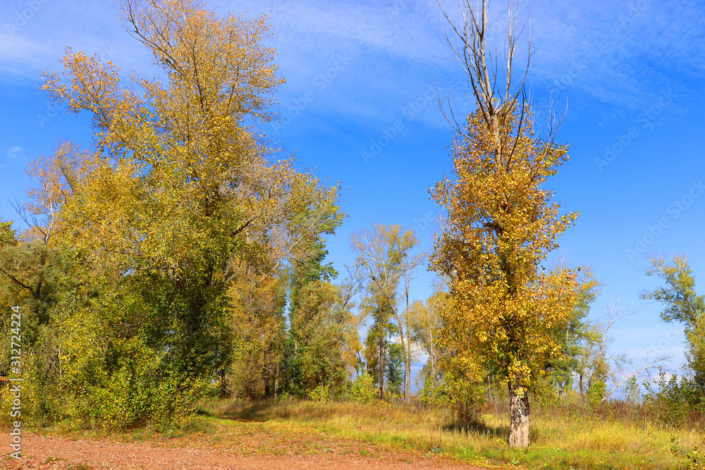 Autumn landscape in forest