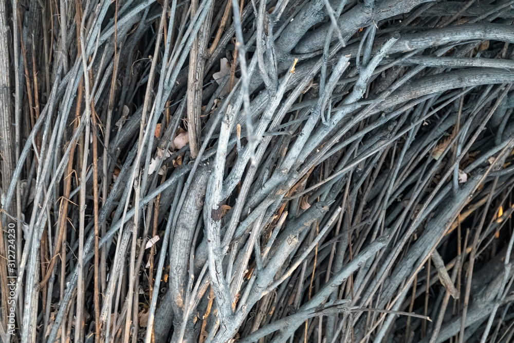 Background of smooth dry branches without leaves Background of smooth dry branches without leaves