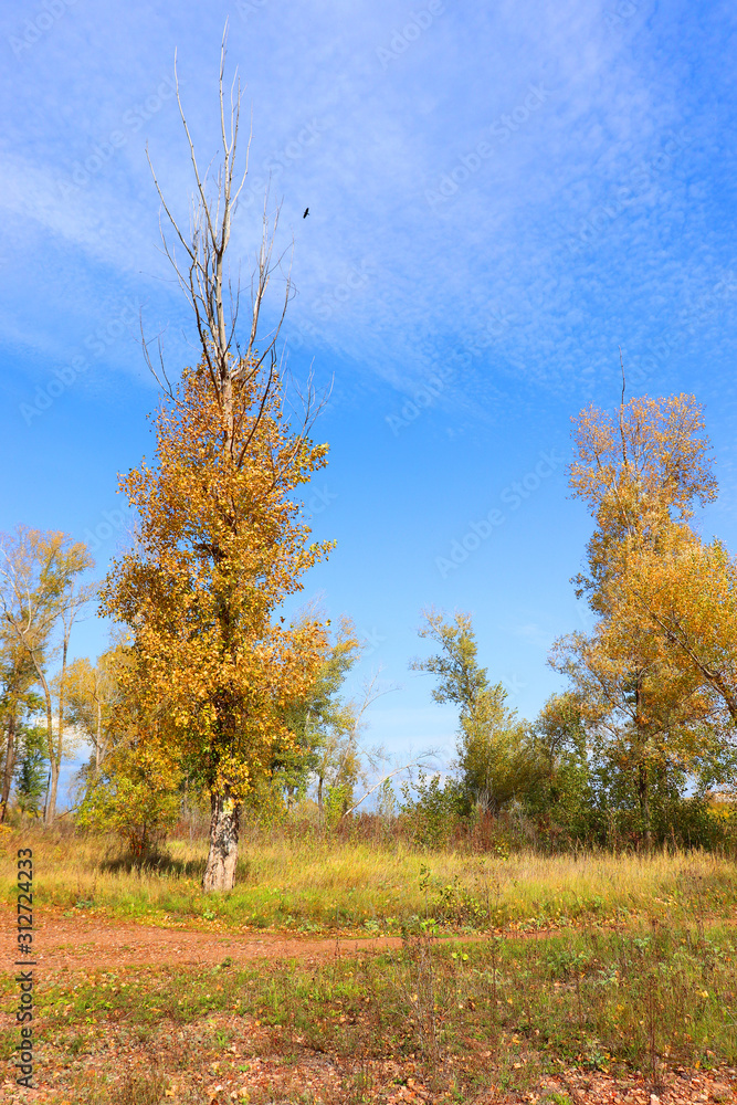 Autumn landscape in forest