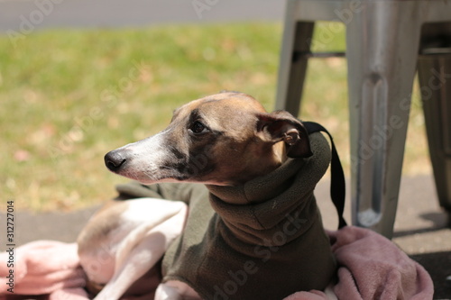 portrait of a small female purebred pet companion whippet dog in a high necked jumper on it's lead at a cafe on the street with it's owner on a sunny city Melbourne day, Australia