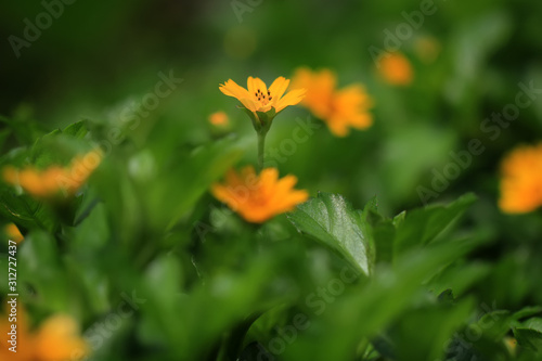 Scotch marigold, is a plant in the genus Calendula of the Asteraceae family. Scotch marigolds for backgrounds, wallpapers and website designs
