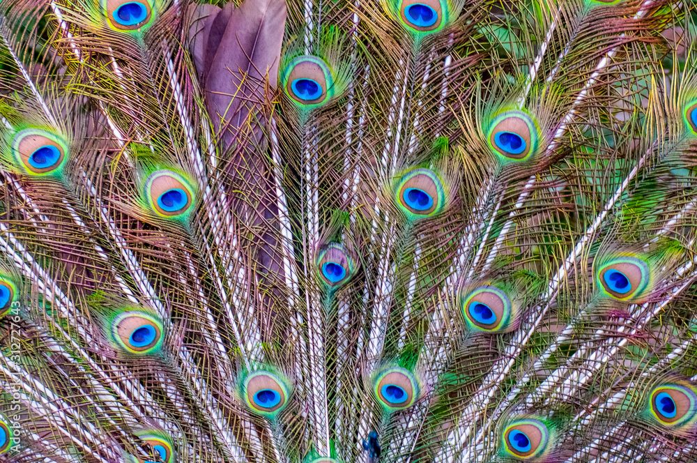 Obraz premium Abstract background of the peacock feathers 