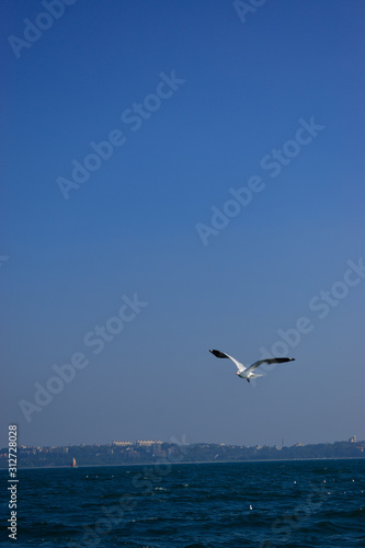 seagull flying over the sea © Kamlesh
