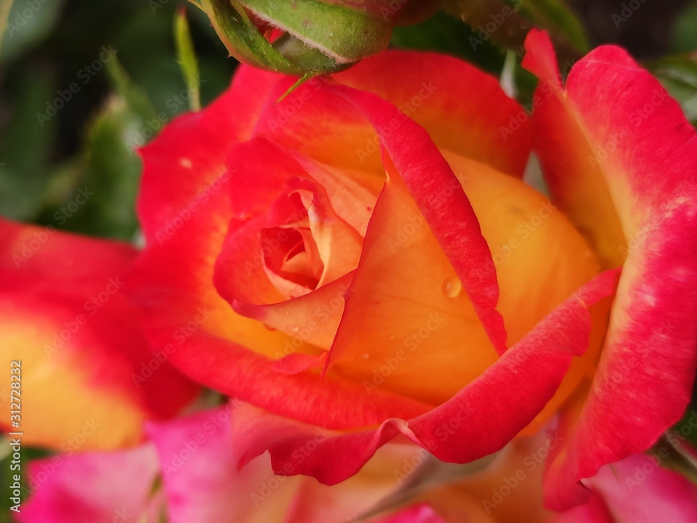 garden, rose, roses, color, beautiful, flower, background, nature, floral, beauty, pink, summer, plant, blossom, spring, natural, bloom, green, petal, colorful, red, white, fresh, closeup, pattern, ro garden, rose, roses, color, beautiful, flower, background, nature, floral, beauty, pink, summer, plant, blossom, spring, natural, bloom, green, petal, colorful, red, white, fresh, closeup, pattern, ro