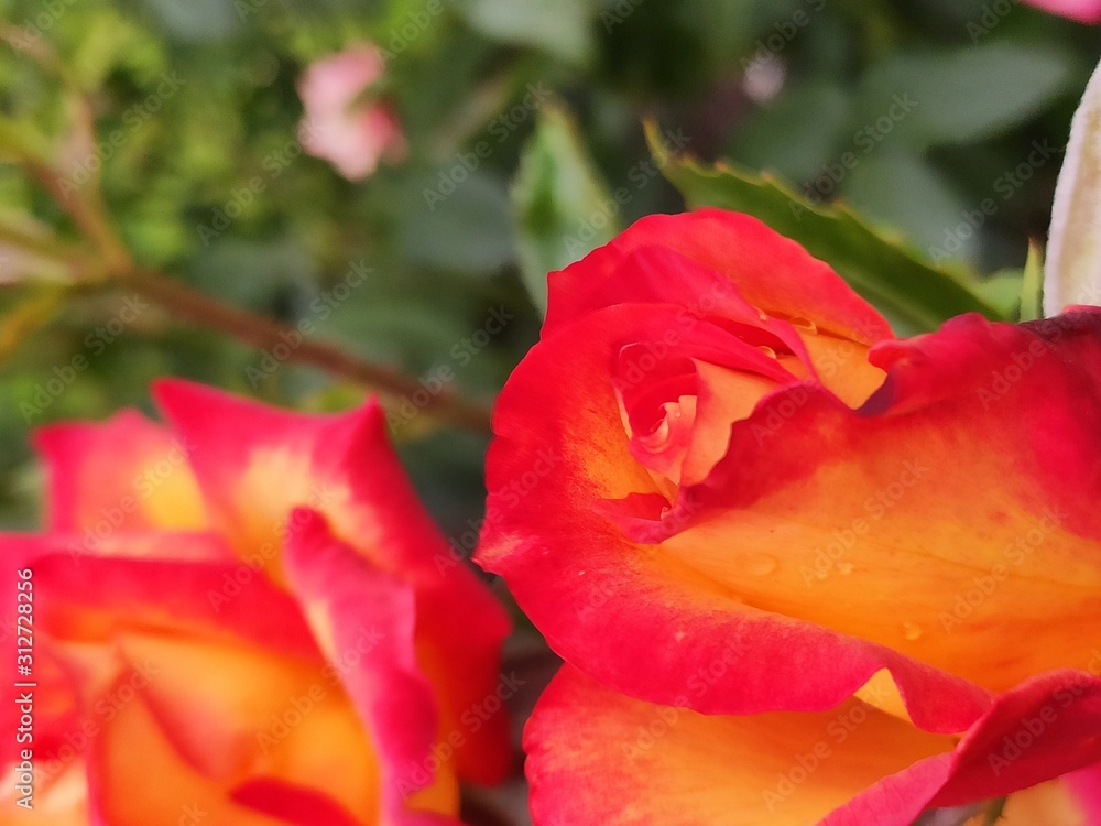 garden, rose, roses, color, beautiful, flower, background, nature, floral, beauty, pink, summer, plant, blossom, spring, natural, bloom, green, petal, colorful, red, white, fresh, closeup, pattern, ro garden, rose, roses, color, beautiful, flower, background, nature, floral, beauty, pink, summer, plant, blossom, spring, natural, bloom, green, petal, colorful, red, white, fresh, closeup, pattern, ro