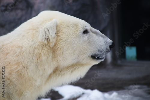 The slightly yellowed polar bear is still so powerful © TOM.zzl