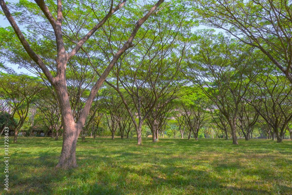 Bottom view to the tree top of nature background Bottom view to the tree top of nature background