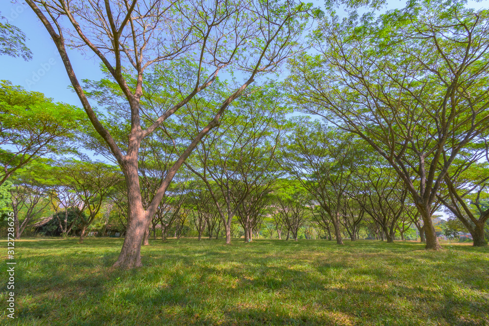Bottom view to the tree top of nature background Bottom view to the tree top of nature background