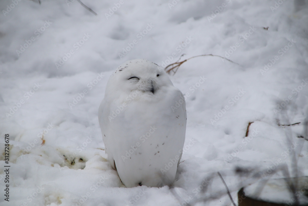 Naklejka premium White eagle owl that almost melts into the snow