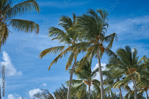 palm tree and blue sky