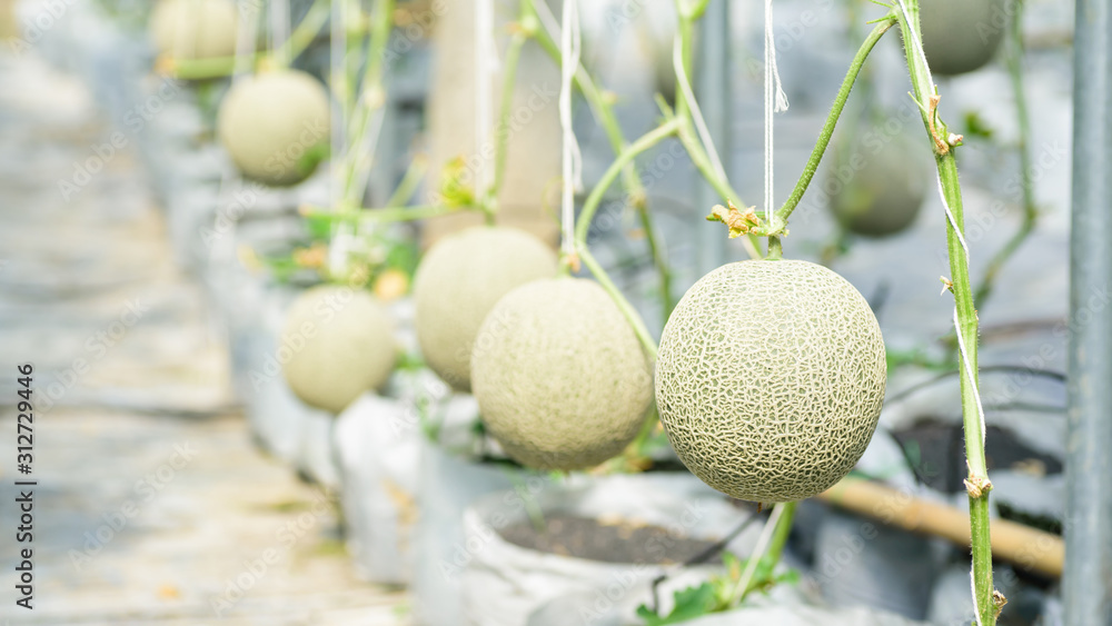 Melon fruit plant growing in greenhouse farm, Thailand Melon fruit plant growing in greenhouse farm, Thailand