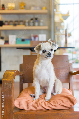 Dog so cute mixed breed in cafe looking something