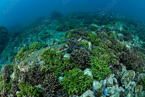 Fototapeta Naklejka Na Ścianę i Meble -  Healthy Lush Hard Coral Patches Underwater in Izu, Japan