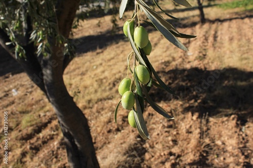 Greek olives on olive tree branch photo