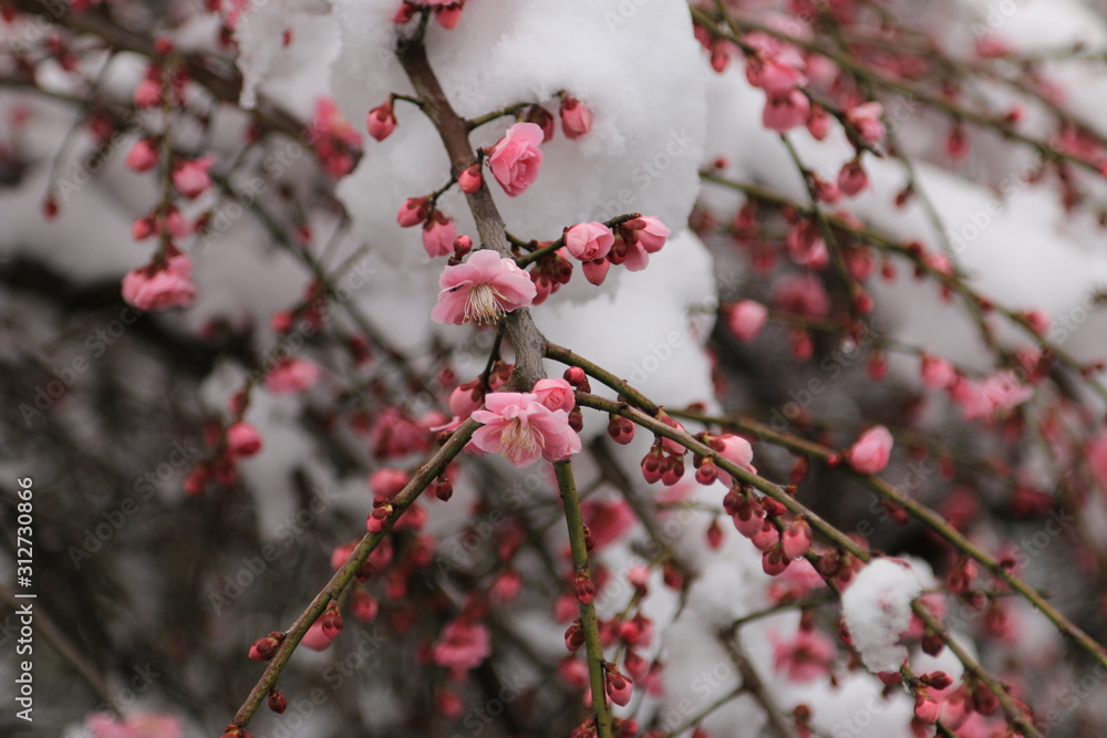 梅の花　雪と梅の花　積雪の梅の花　紅梅　梅の木