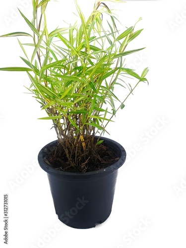 Bamboo plants on black pot isolated on white background (Thyrsostachys siamensis Gamble), Ecological Concept, Vertical
