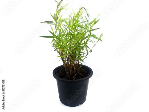 Bamboo plants on black pot isolated on white background (Thyrsostachys siamensis Gamble), Ecological Concept