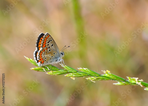 Wallpaper Mural Closeup beautiful butterfly sitting on the flower. Torontodigital.ca