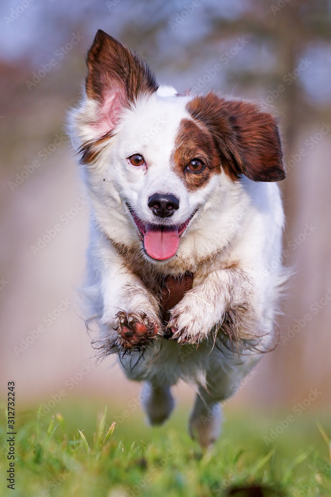 jumping dog, springender Hund 