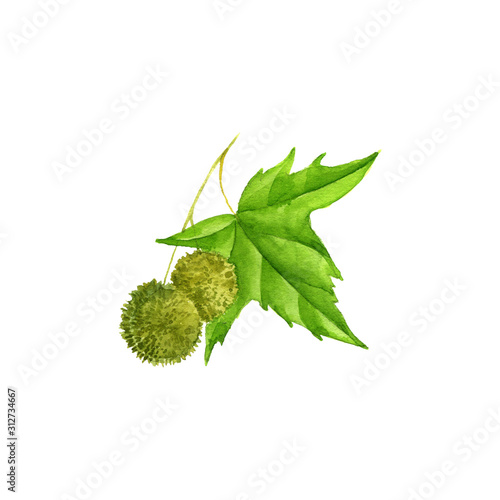 Принти на полотні watercolor drawing branch of plane tree