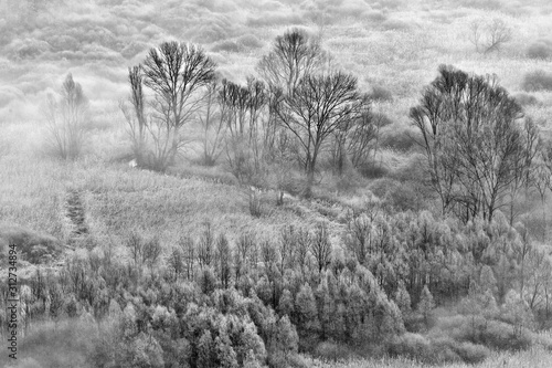 Wallpaper Mural Landscape with fog and trees in winter Torontodigital.ca