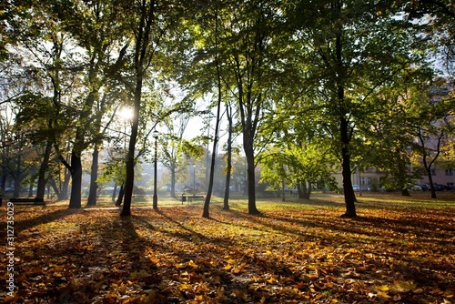 Fototapeta Naklejka Na Ścianę i Meble -  Trees