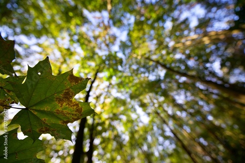 Leaf