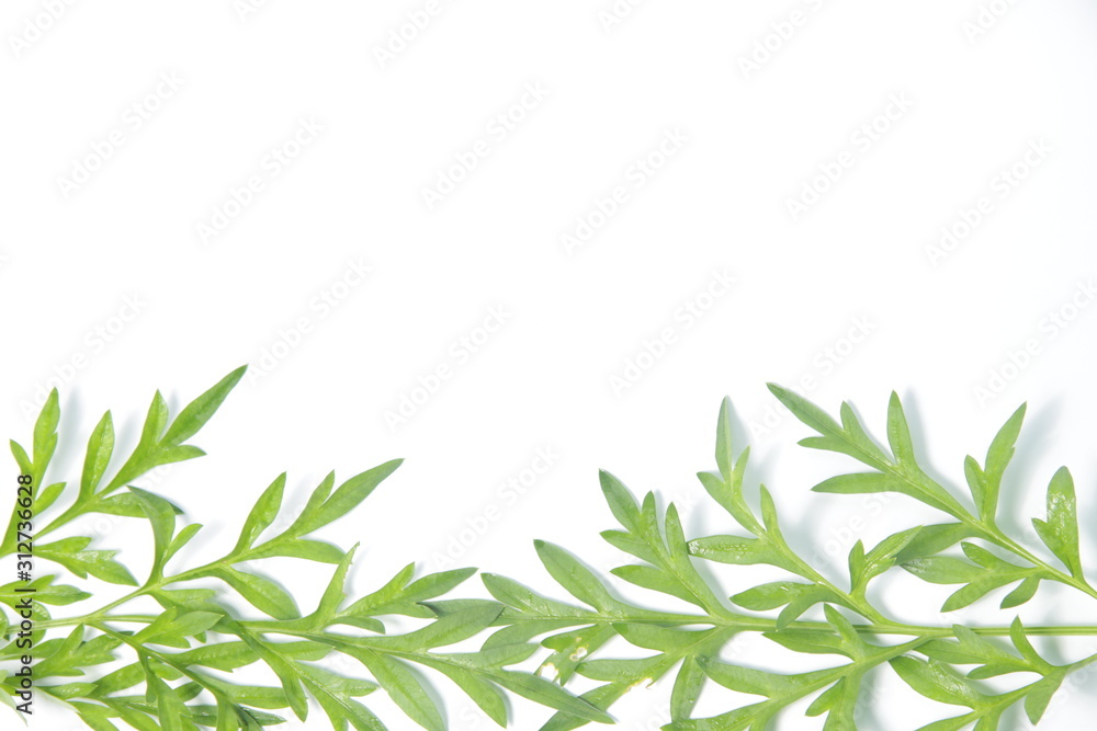 Cosmos leafs on a white isolated background with copy space Cosmos leafs on a white isolated background with copy space
