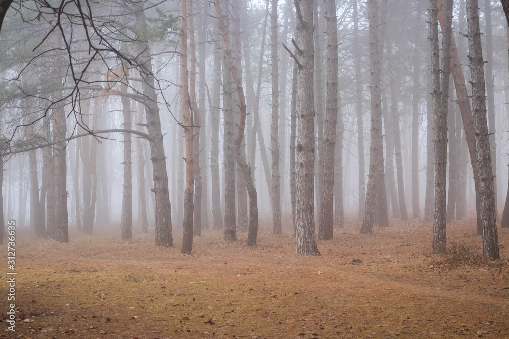 Foggy autumn forest with trees trunks. Inner view.