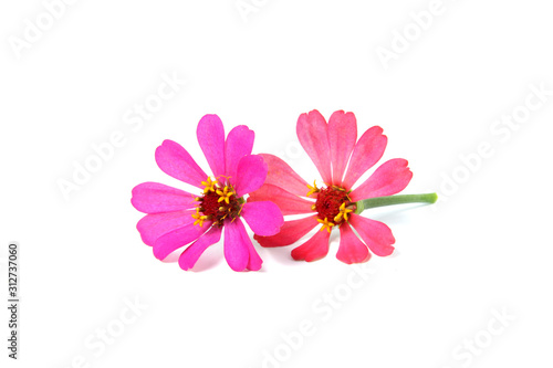 Zinnia flowers bouquet on an isolated white background