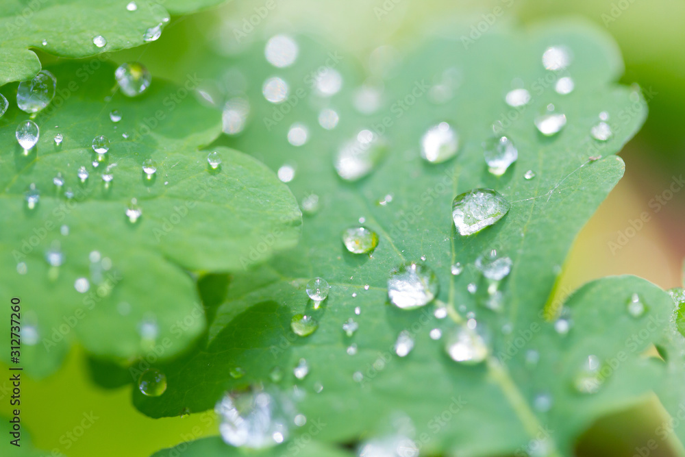 Fresh green leaves