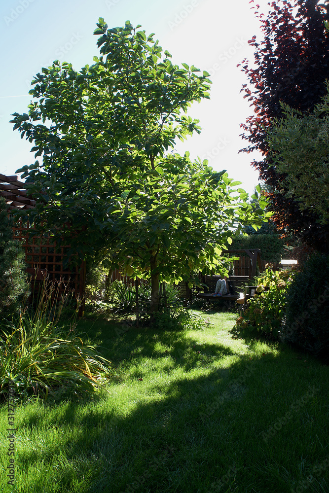 garden with lawn on a sunny summer day