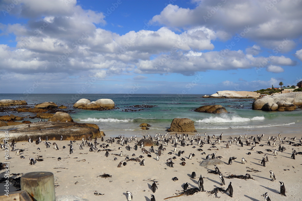 Boulders Beach in Cape Town, South Africa with Penguins