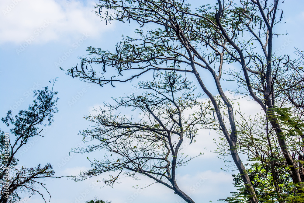 Obraz premium trees in a zoo
