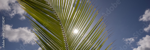 Sun rays shine through the palm leaf in summer