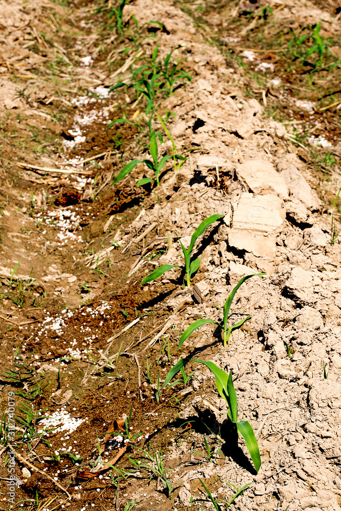 Young Corn Plants.Young green corn growing on the field. Young Corn Plants.Young green corn growing on the field.