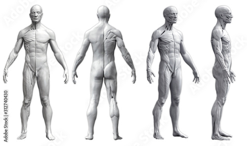 Human body anatomy of a man in four views isolated in white background - 3d render